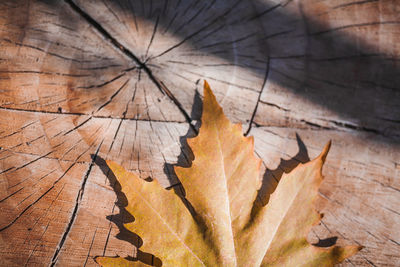 High angle view of maple leaf on wood