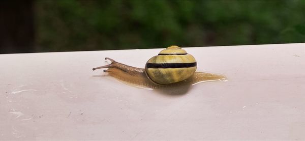 Close-up of snail on table