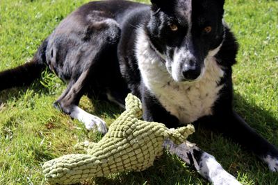 Close-up of a dog on field