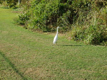 View of a bird on field