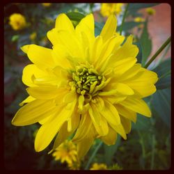 Close-up of yellow flower