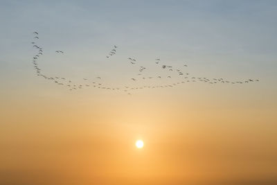 Flock of birds flying in the sky