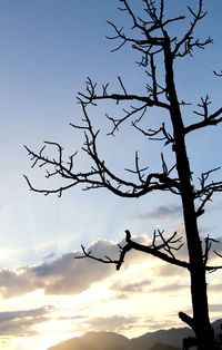 Low angle view of silhouette birds on bare tree against sky