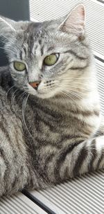 Close-up portrait of a cat looking away