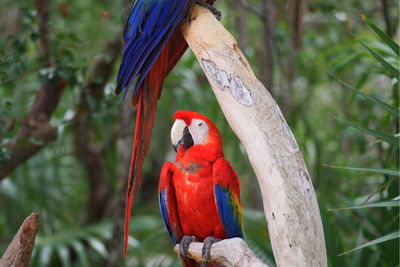 View of parrot perching on tree