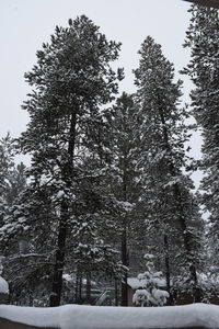 Trees against sky during winter