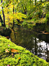 Scenic view of lake amidst trees in forest