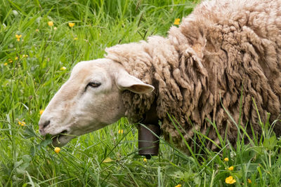 Close-up of sheep grazing in field