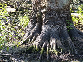 Close-up of tree trunk in forest