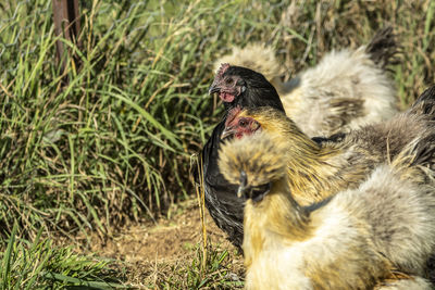 mix of Bantam