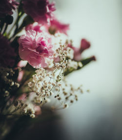 Close-up of pink cherry blossom