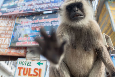 Langur stretching out hand