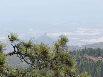 Plants growing on land against sky