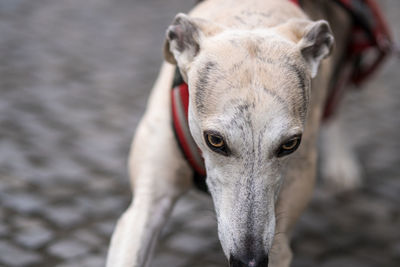 Sweet dolichocephalic sighthound dog