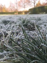 Close-up of grass growing on field