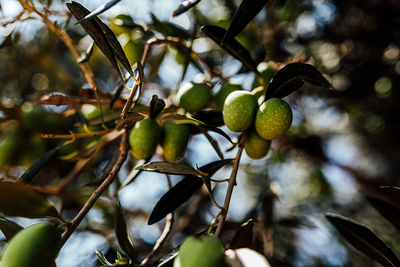 Isolated olive tree harvest green colour countery side. traditional dish in midetrrian kitchen.