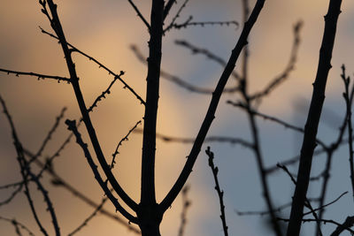 Low angle view of silhouette bare tree against sky during sunset