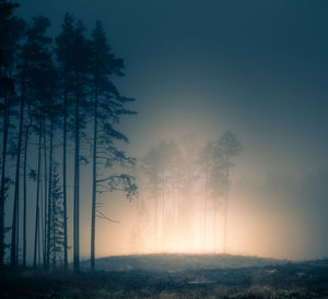 A beautiful misty autumn woods with a forest road. late autumn scenery of northern europe.