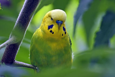 Close-up of bird perching on plant