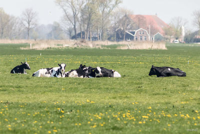 Horses in a field