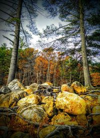 Close-up of trees against sky
