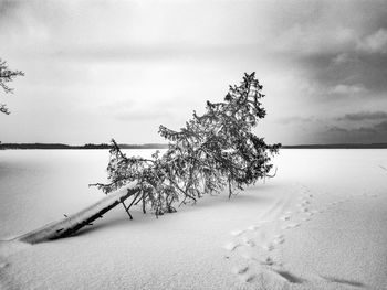 View of tree on snow covered landscape