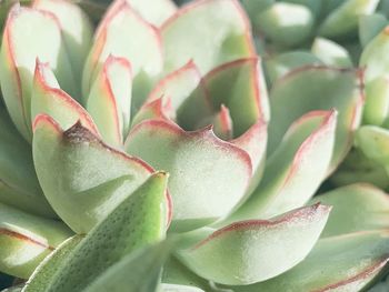 succulent plant