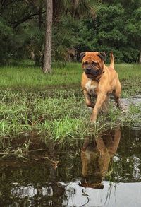 Dog standing on grass