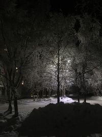Trees on snow covered landscape at night
