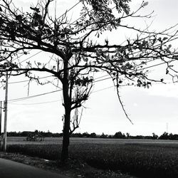 Tree on field against sky