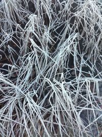 Full frame shot of dry plants
