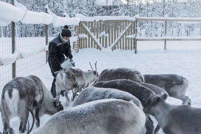 Woman holding bucket by reindeer at farm