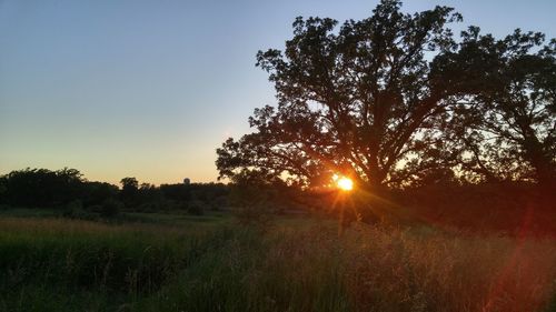 Sun shining through trees on field