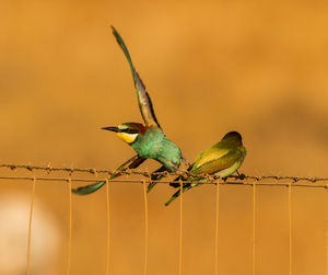 Close-up of birds perching on barbed wire fence