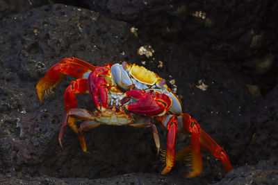 Close-up of crab on rock