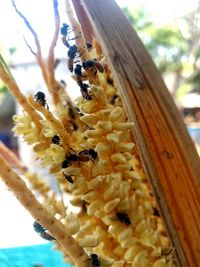 Close-up of bee pollinating on flower