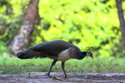 Side view of a bird on field