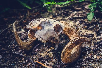 Close-up of animal skull