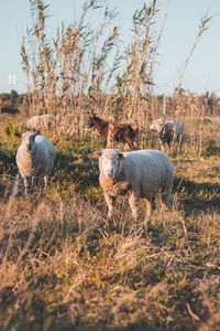 Sheep grazing on field