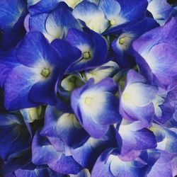 Close-up of purple flowers