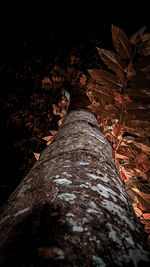 Close-up of leaves fallen on tree in forest