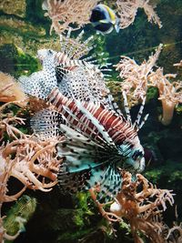 Close-up of fishes swimming in sea