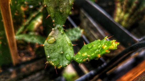 Close-up of wet cactus during rainy season