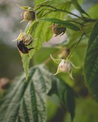 Close-up of insect on plant