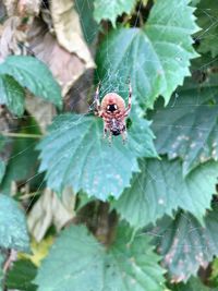 Close-up of spider on web