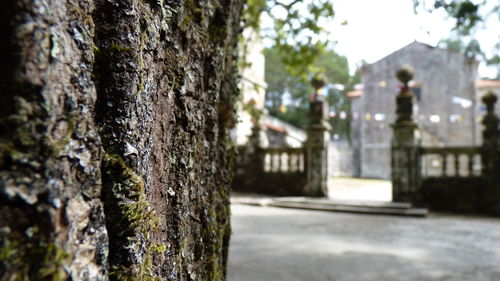 Close-up of tree trunk