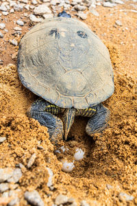 Close-up of turtle spawning on sand