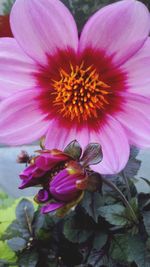 Close-up of pink flower