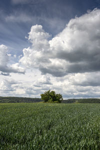 Agricultural landscape with green field and dramatic sky. crop production.