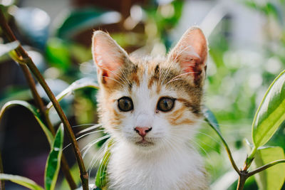 Close-up portrait of cat by plants